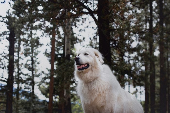 great Pyrenees dog in forest