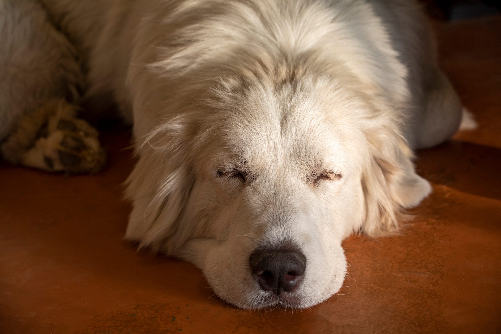 Great pyrenees dog sleeping at home