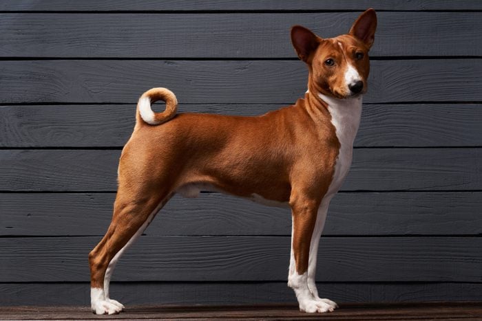 Studio shot of Basenji dog posing