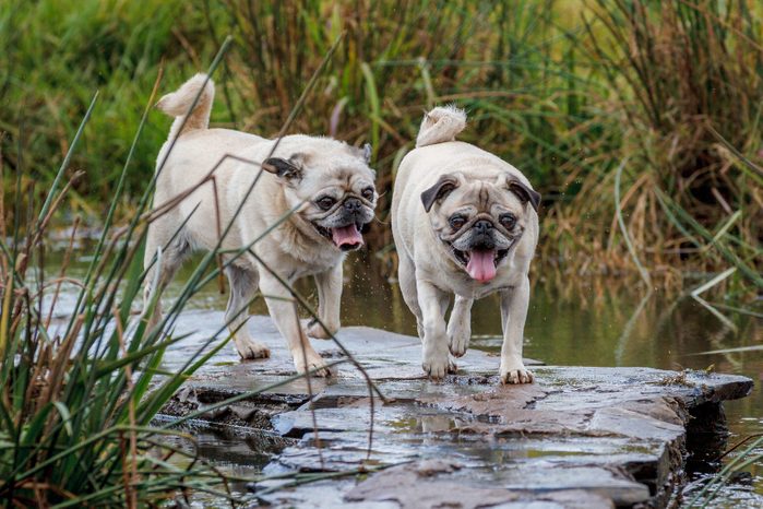 Two Pugs Running in the water