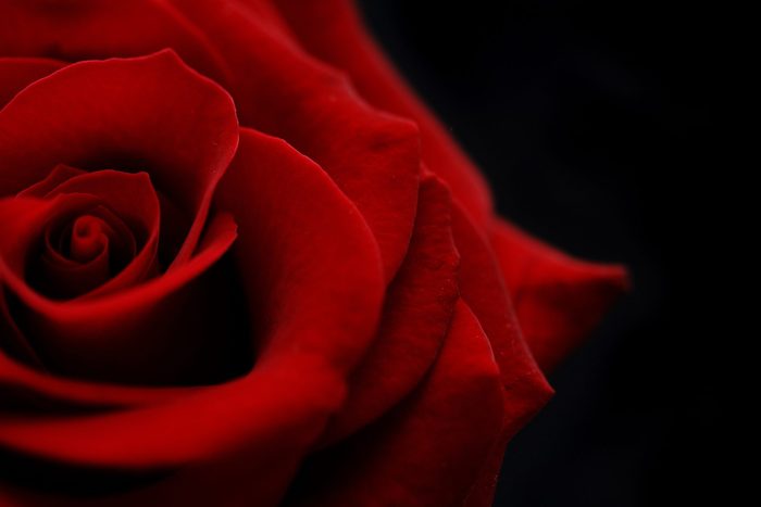 close up of red rose with black background