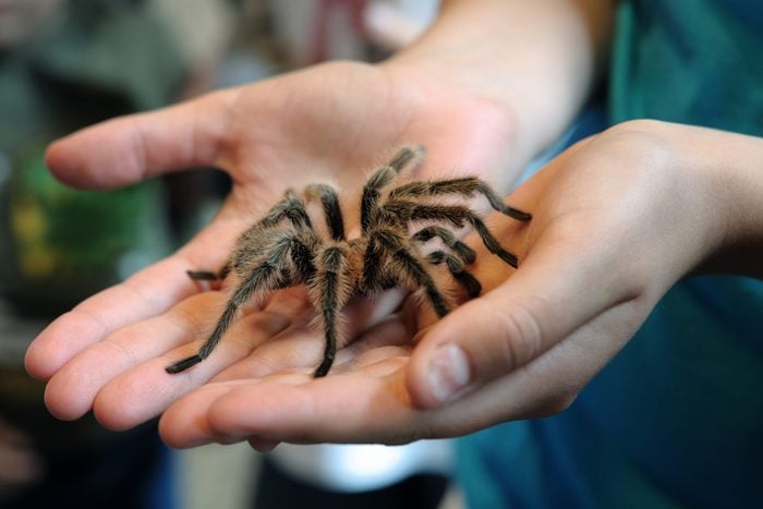 person holding a tarantula spider in hands