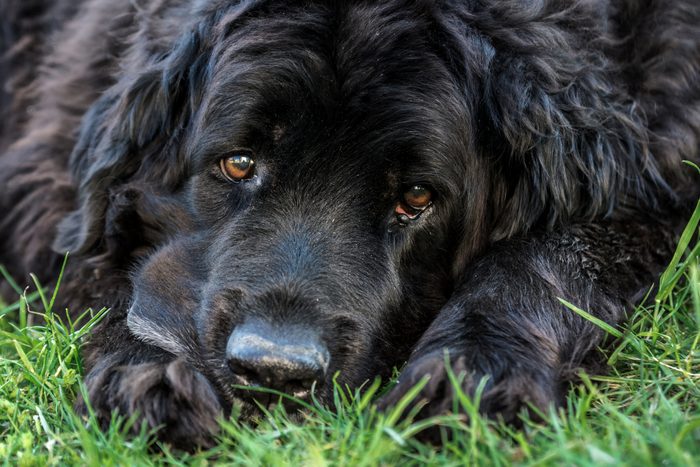 newfoundland dog relaxing on the grass outside