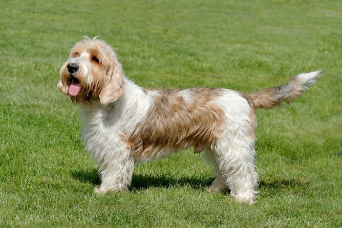 Petit Basset Griffon Vendeen dog standing on grass on a sunny day