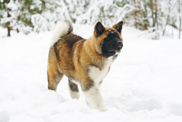 American Akita puppy walking outdoors in the snow