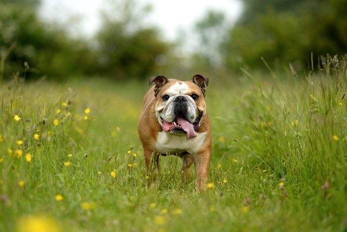 English bulldog in a meadow