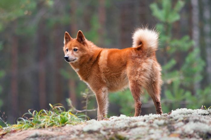 finnish spitz standing on a rock in the woods
