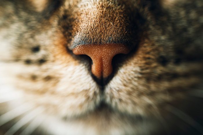 Snout of tabby cat super close up
