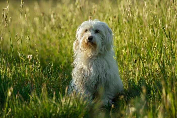 Coton de Tulear dog sitting in the grass in the sun