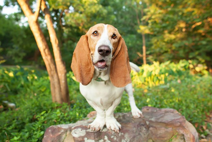 basset hound standing on rock