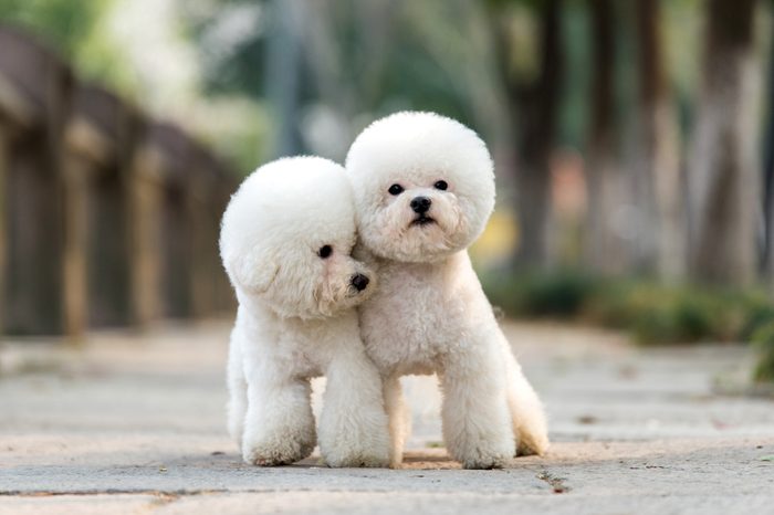 two Bichon frise dogs standing outside together