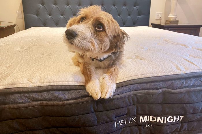 dog sitting on helix midnight luxe mattress in bedroom