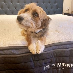 dog sitting on helix midnight luxe mattress in bedroom