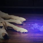 This UV Flashlight Urine Detector Helps You Find (And Clean Up) Pet Messes