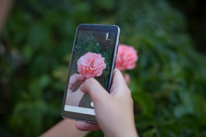 person holding a pink flower and taking a picture on a smartphone camera