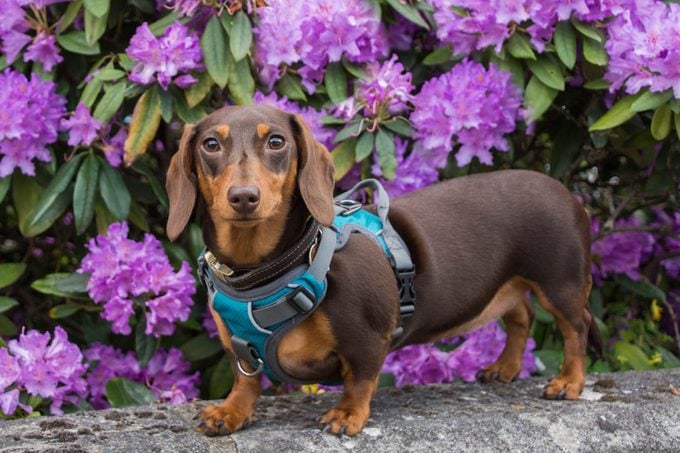 Miniature Dachshund with a blue harness standing in front of purple flowers