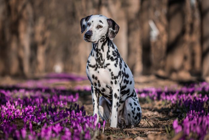 Dalmatian Dog Sitting On Purple Flowers