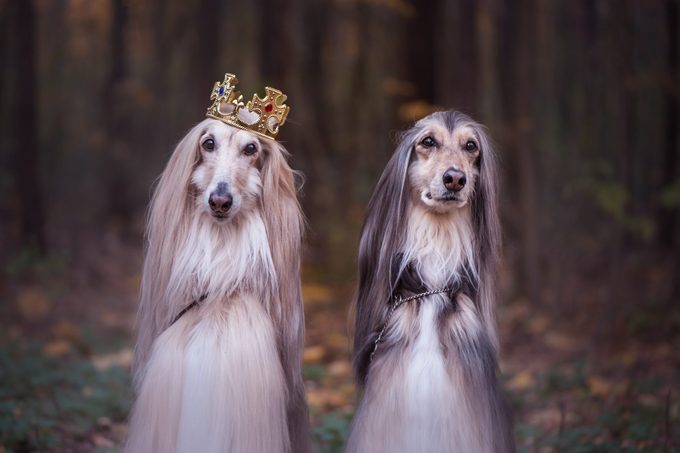 two afghan hound dogs standing in forest, one wearing a king crown