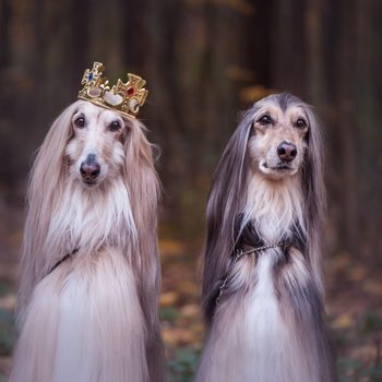 two afghan hound dogs standing in forest, one wearing a king crown