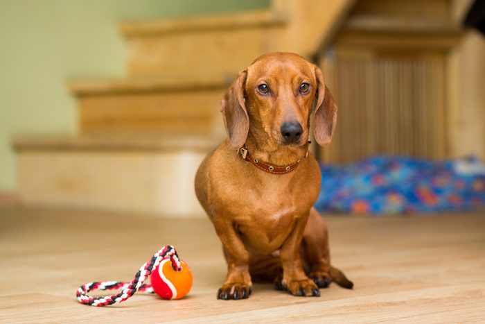 Red dog breed Dachshund sitting on the floor next to his toy