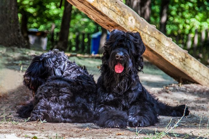 two black russian terriers sitting on the ground outside