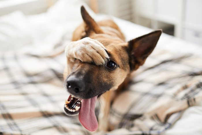 smiling dog covers face with paw in embarassment laying on a bed