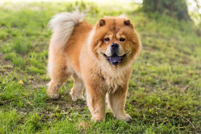 Chow Chow dog standing on grass in sun outside