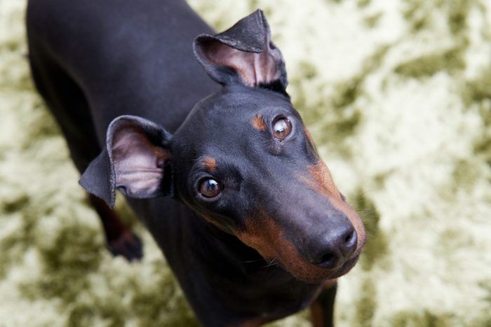 Portrait of a male Manchester Terrier on a green carpet
