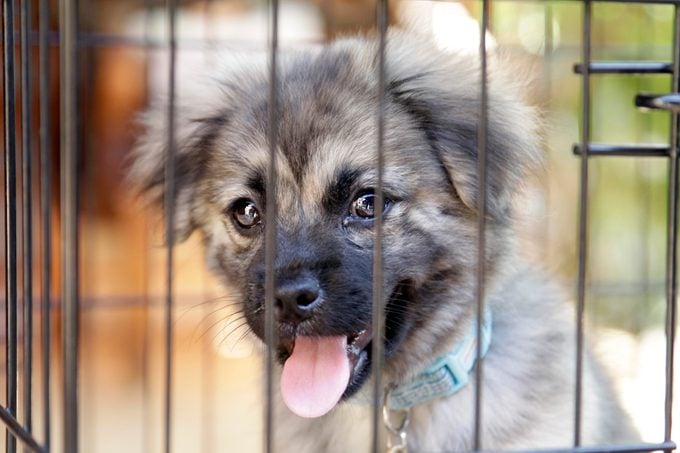 Portrait of Caged Dog