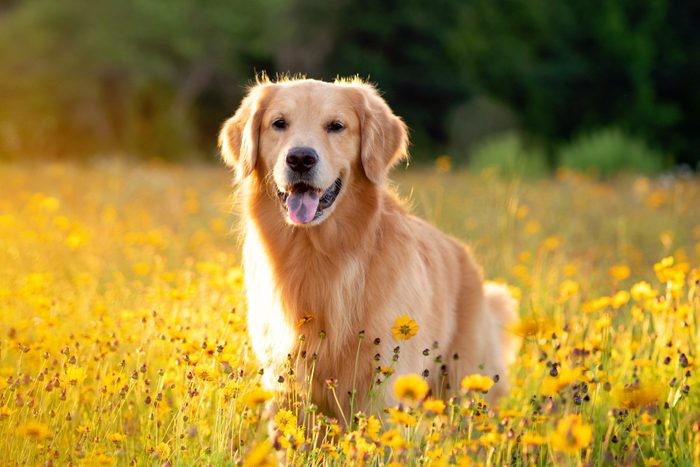 Golden Retriever posing in the field
