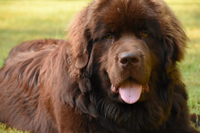 Large Chocolate Brown Newfoundland Dog on a Summer Day