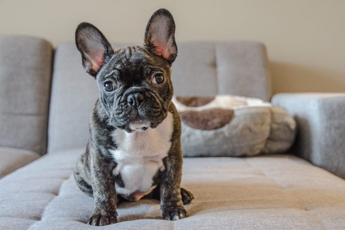 Portrait Of French Bulldog Sitting On Sofa At Home