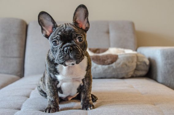 The Most Expensive Dog Breeds in the World | Reader's Digest