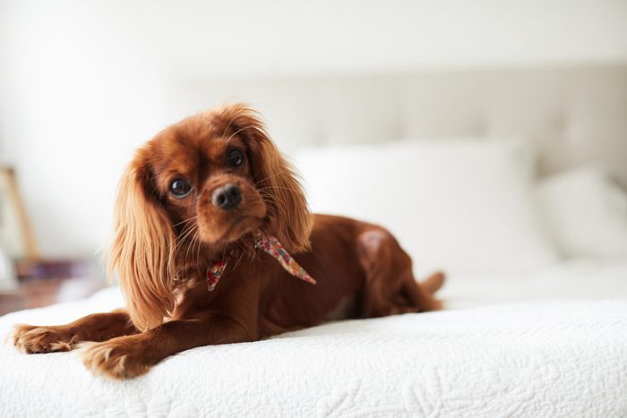 cavalier king Charles Spaniel sitting on bed at home