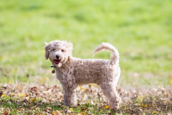 Portrait of poochon puppy with tail up