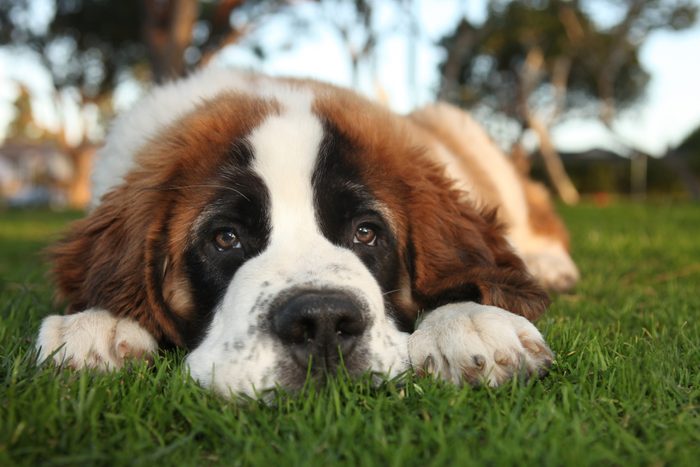 laxy st bernard dog lying on grass outside
