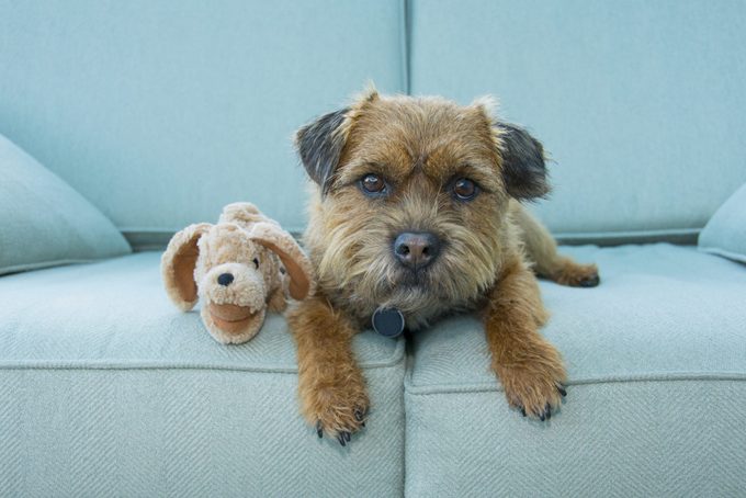Border Terrier dog with toy laying on a blue couch