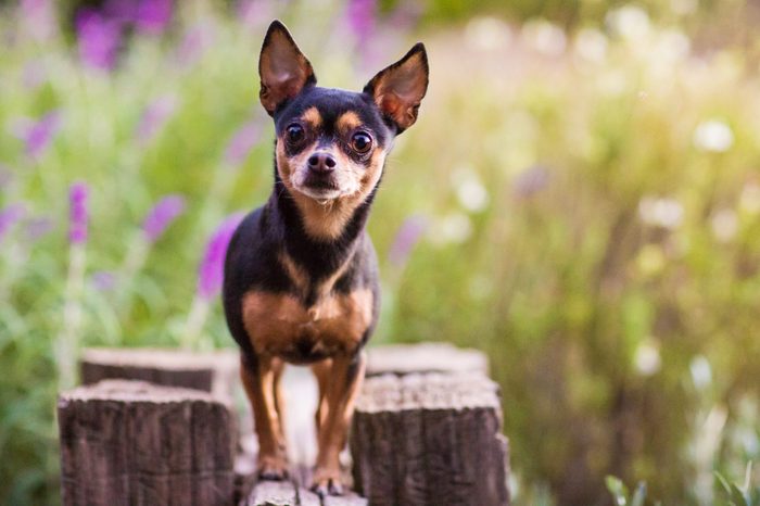 chihuahua standing on a wooden fence