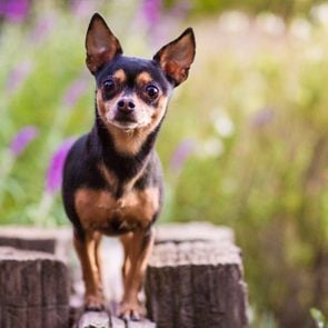 chihuahua Standing Atop Wooden Fence