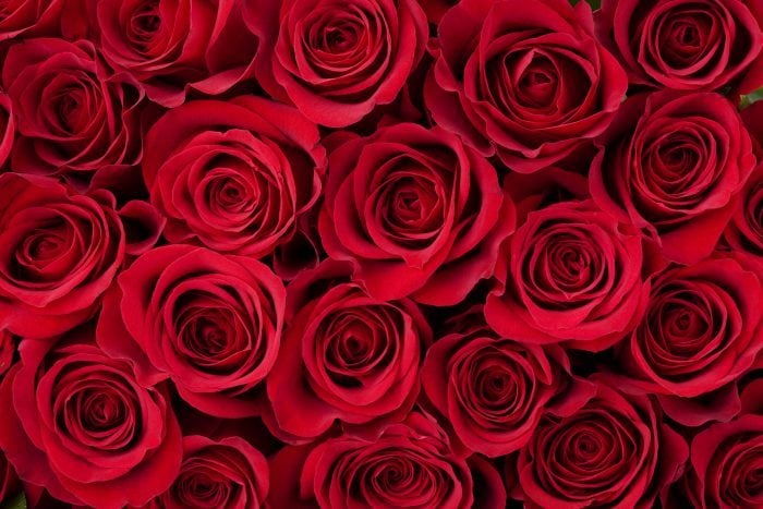 Por qué regalamos rosas en San Valentín