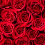 Why Are Roses So Popular for Valentine’s Day?