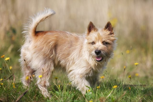 Light-brown Cairn Terrier dog in the grass on a sunny day