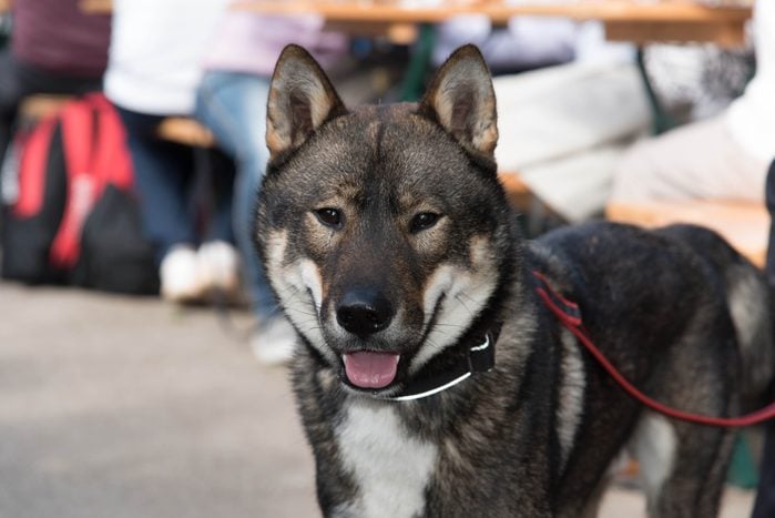 Shikoku dog on a leash in public