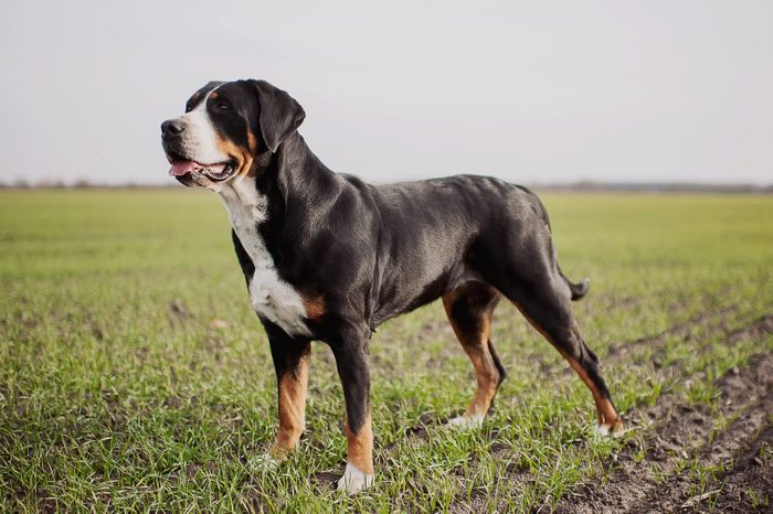 Greater Swiss Mountain Dog standing in a large field outside