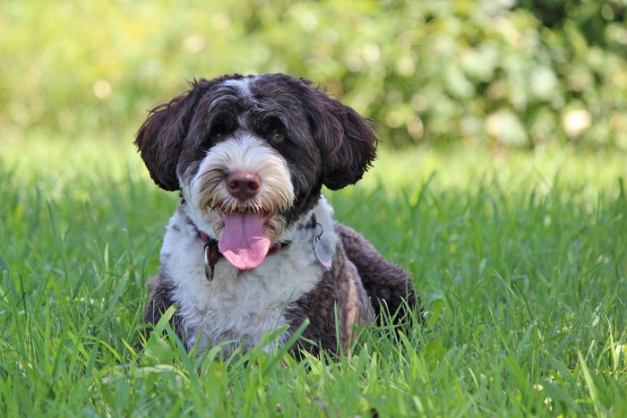 A brown and white Portuguese Water Dog lying in the grass in summer, panting.