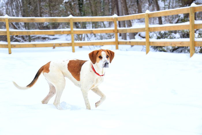 American Foxhound in snow