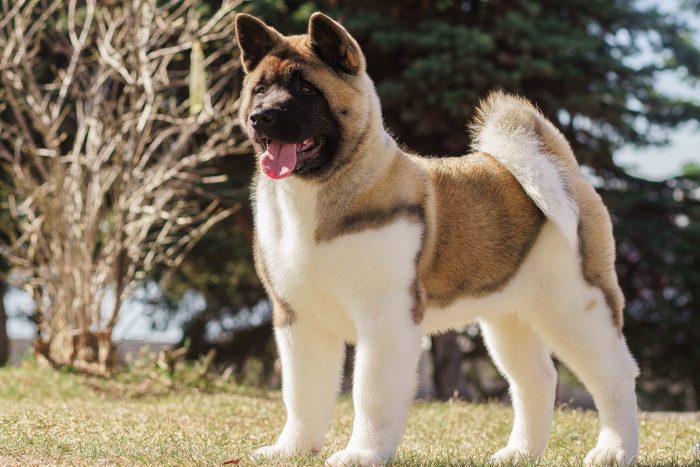 american akita puppy standing outside on the grass