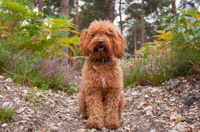 Cockapoo, Cocker Spaniel and Poodle mix, By Plants On Field