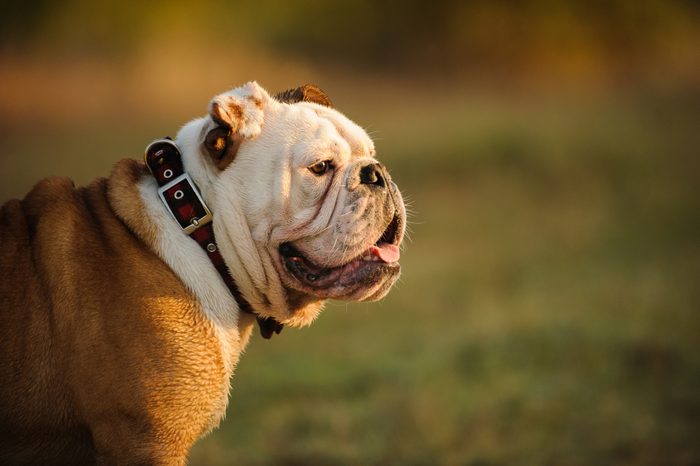 Side View Of English Bulldog Looking Away On Field