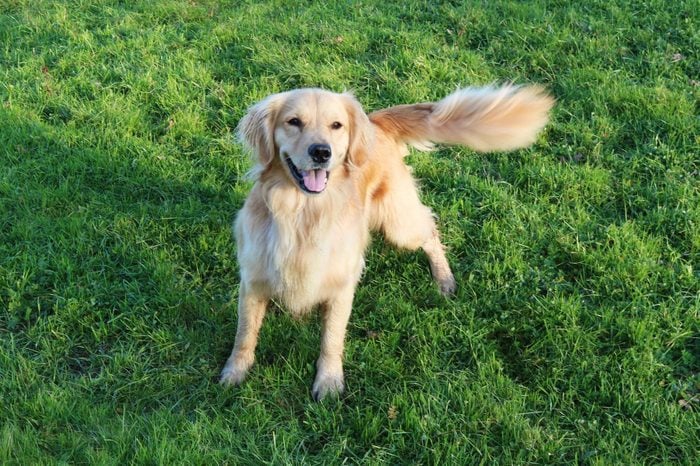 Golden Retriever Dog Standing In A Field Wagging Her Tail